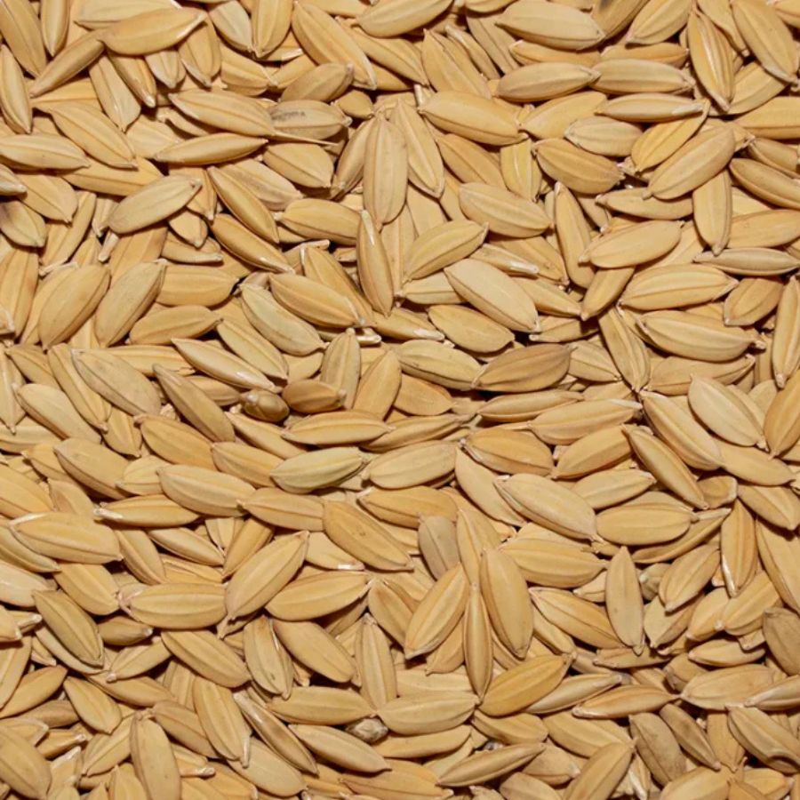 Conventional and organic Long Grain Paddy Rice (Indica) 